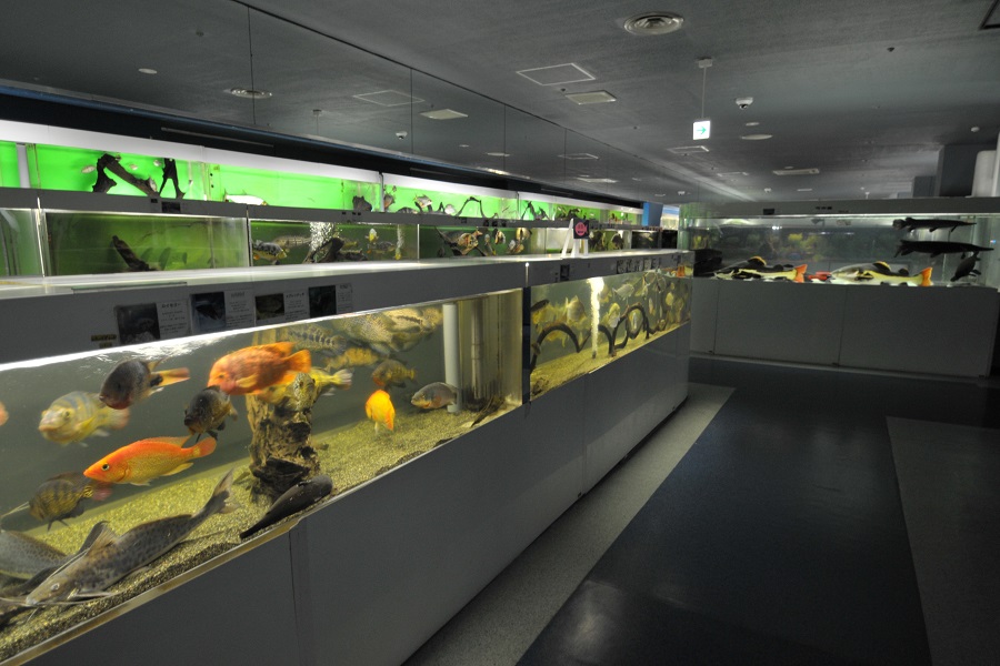 希少な古代魚や珍しい淡水魚に会える穴場スポット