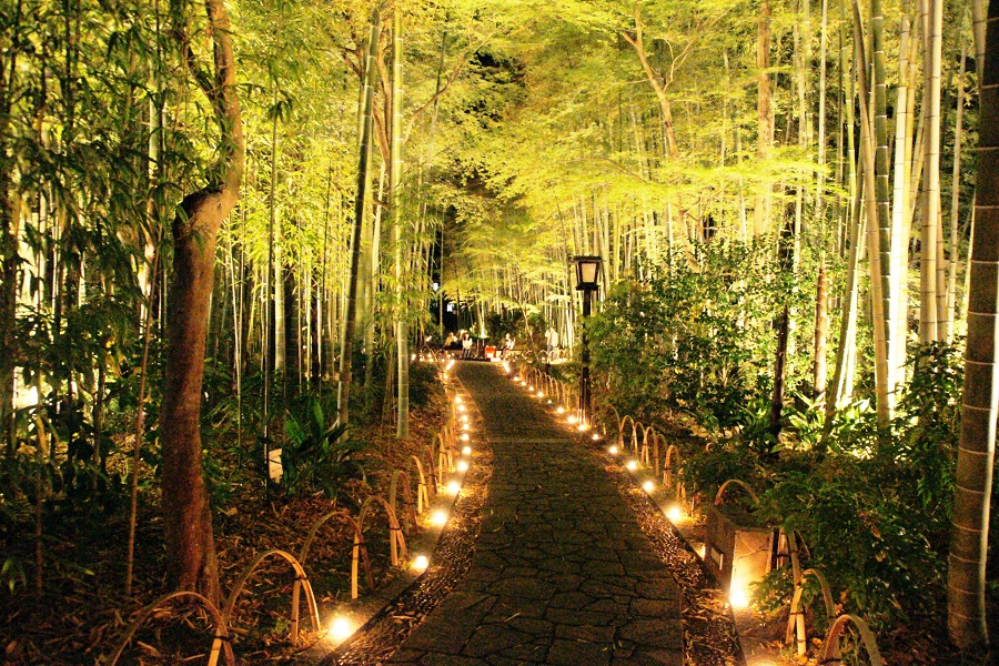 ライトアップされた竹林を歩いてみたい