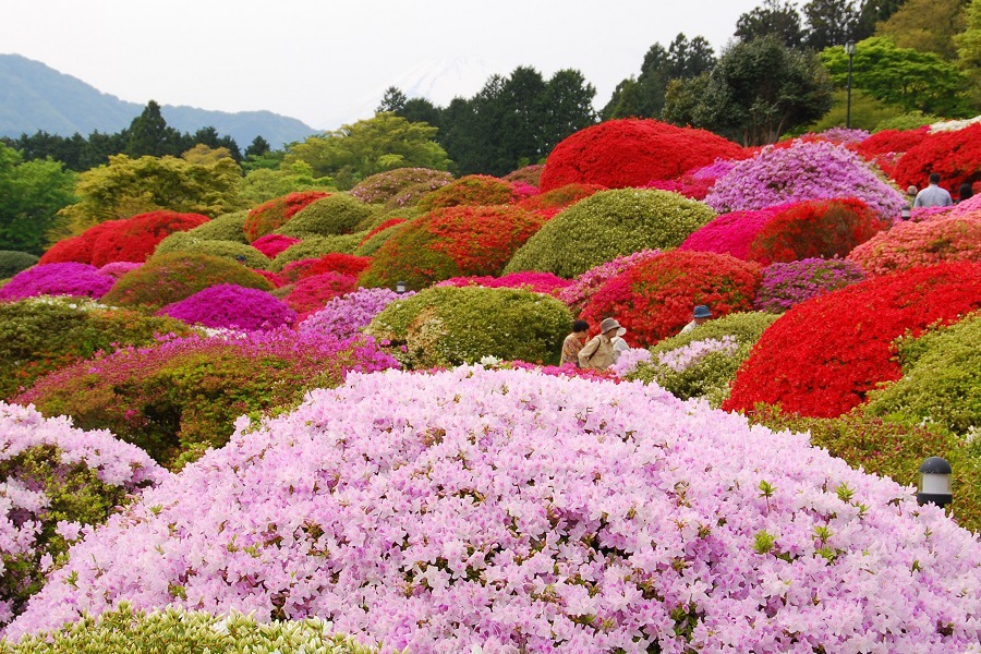 4万5000坪の広大な庭園にツツジが咲く小田急山のホテル