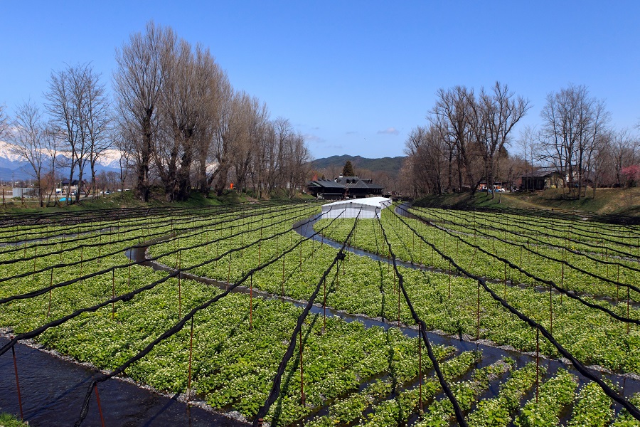北アルプスの清らかで豊富な水を利用したわさび田