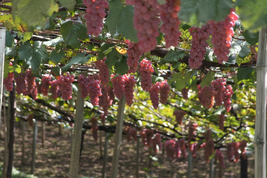 家族で楽しめるブドウ狩りは、夏～秋のレジャーの代表格