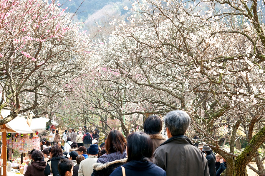 熱海梅園