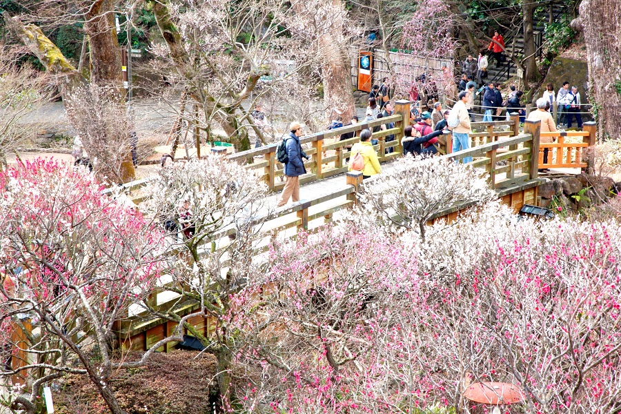 梅まつり期間中は多くの人でにぎわう 