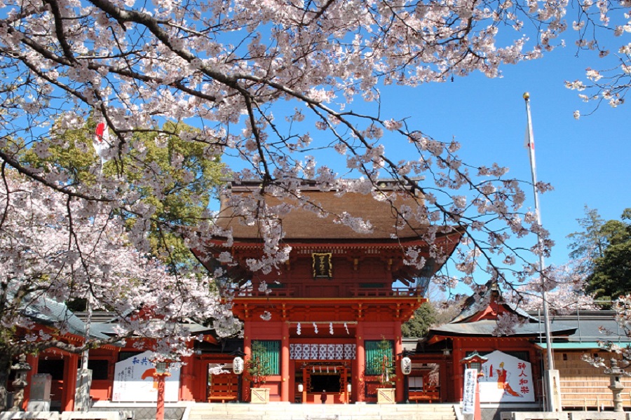 富士山本宮浅間大社の境内は桜の名所でもある 
