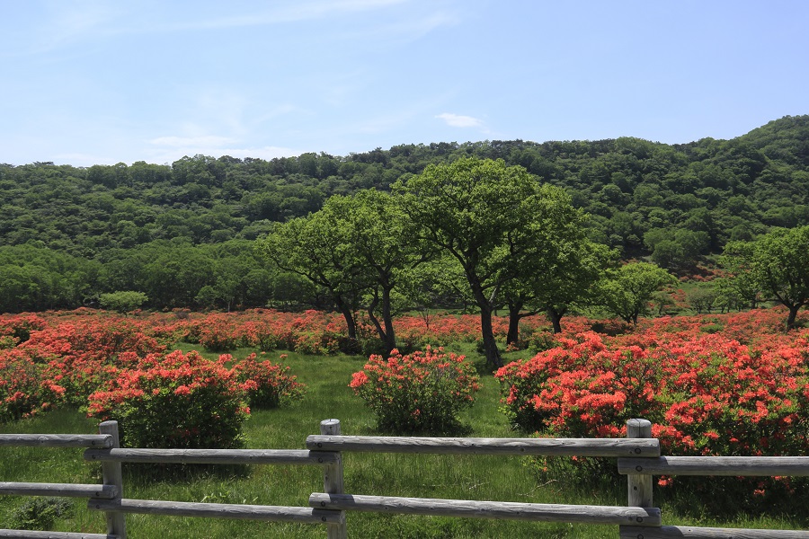 新緑の緑にレンゲツヅジのオレンジ色が映える