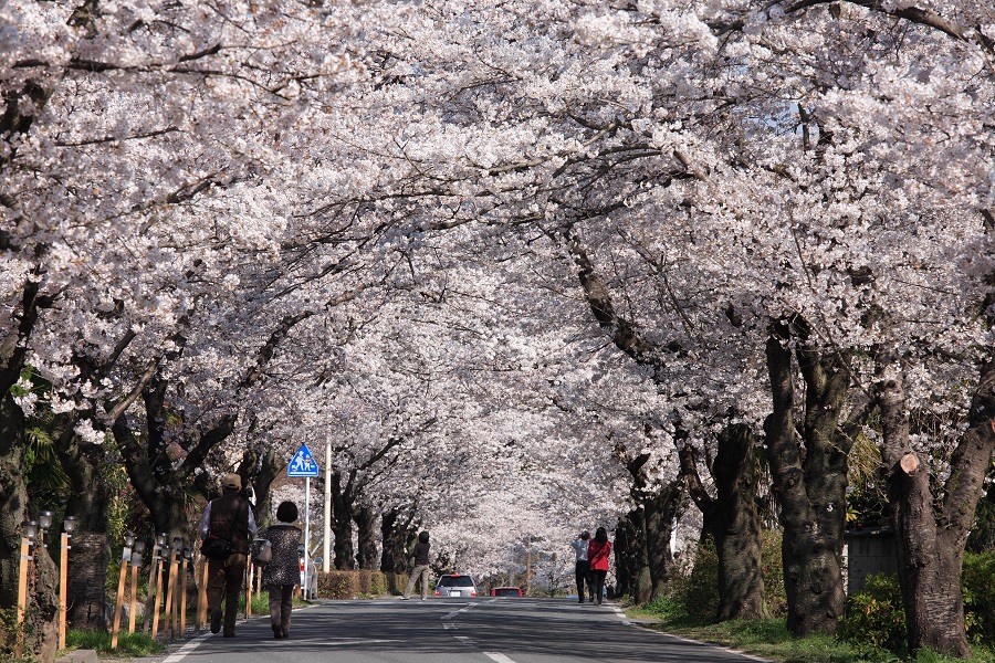 約４キロにわたってソメイヨシノの桜並木が続く北桜通り
