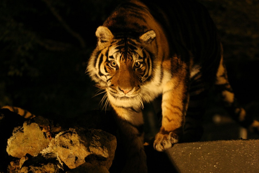 暗闇で見る動物はまた違った迫力がある