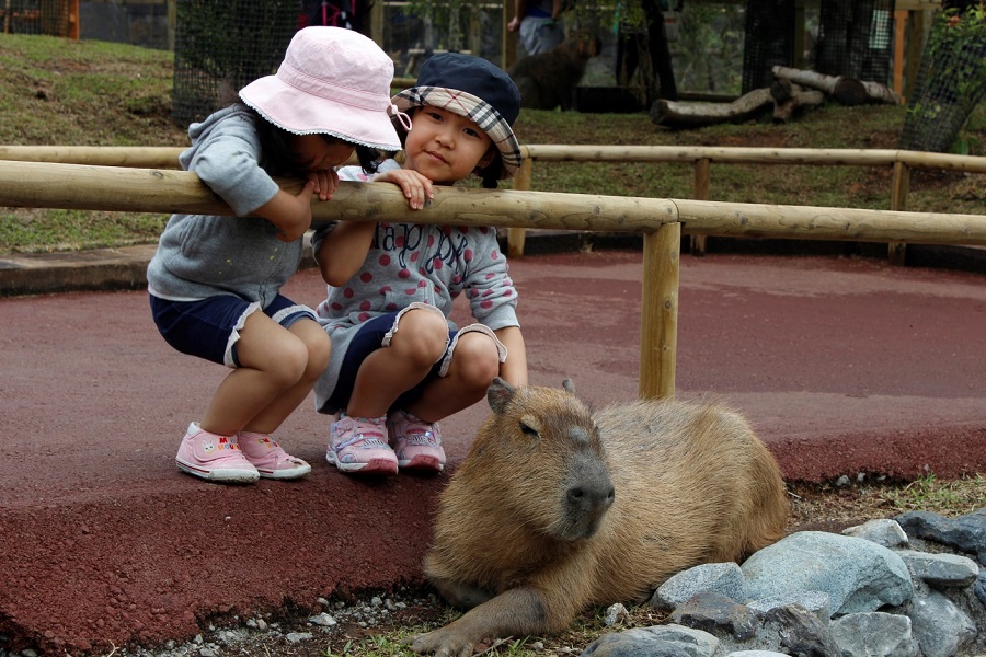 カピバラはふれあいゾーンの人気者