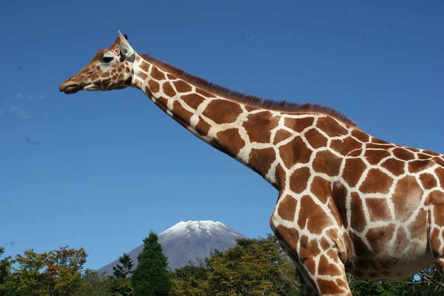 富士山と動物のツーショットが見られる
