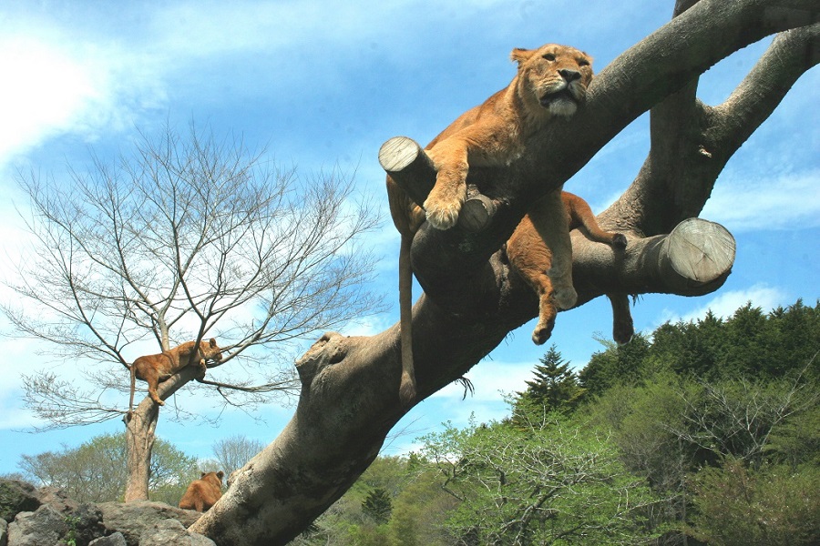 木の上で寛ぐライオンの姿を見られるのもここならでは 