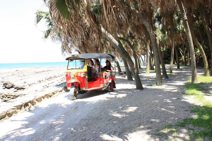 貴重なビロウの大群落。木陰の散策道をトゥクトゥクが走る