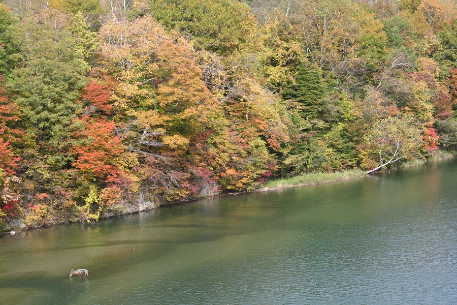 日高町黄金橋から見た紅葉