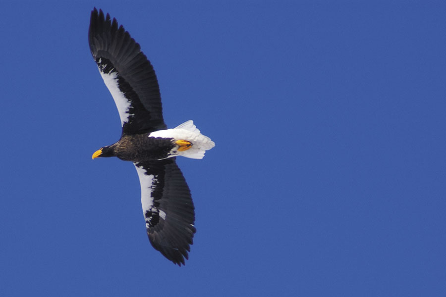 知床のオオワシ