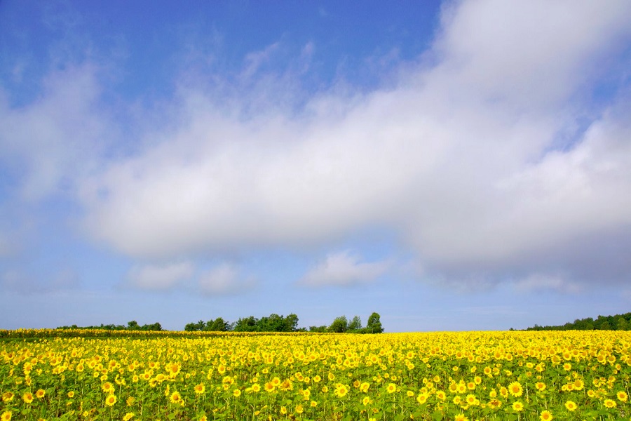 どこまでも続く北竜町のひまわり畑