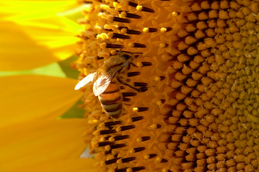 そっと近づいて、ミツバチをパチリ。