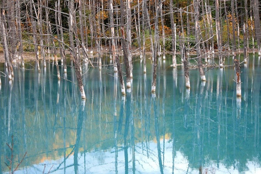 美瑛の青い池