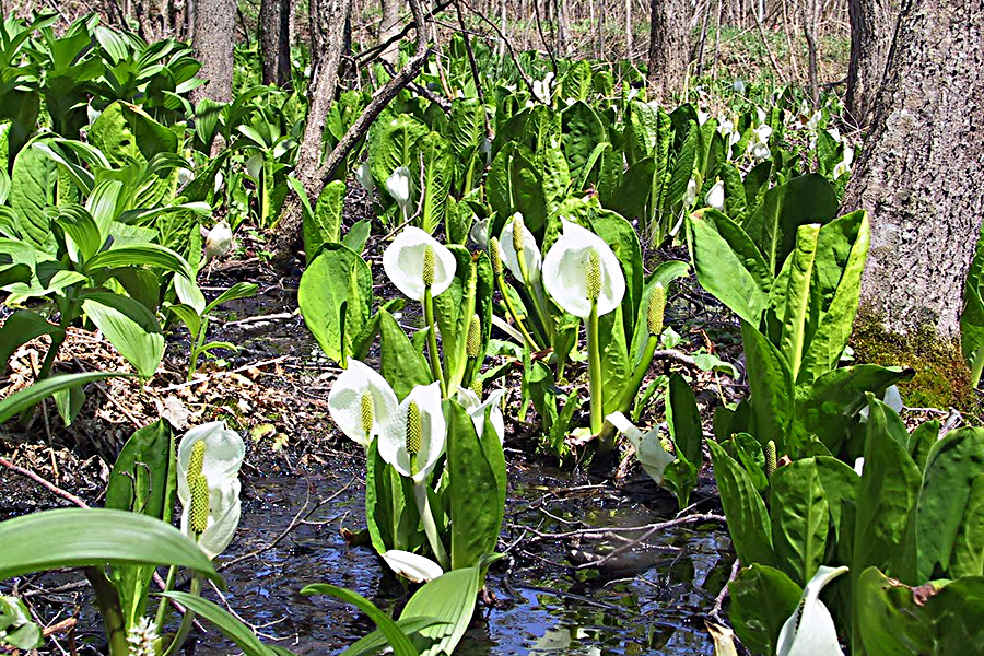 知床のミズバショウ