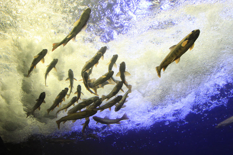 「滝つぼ水槽」のオショロコマは“なわばり争い”もするという