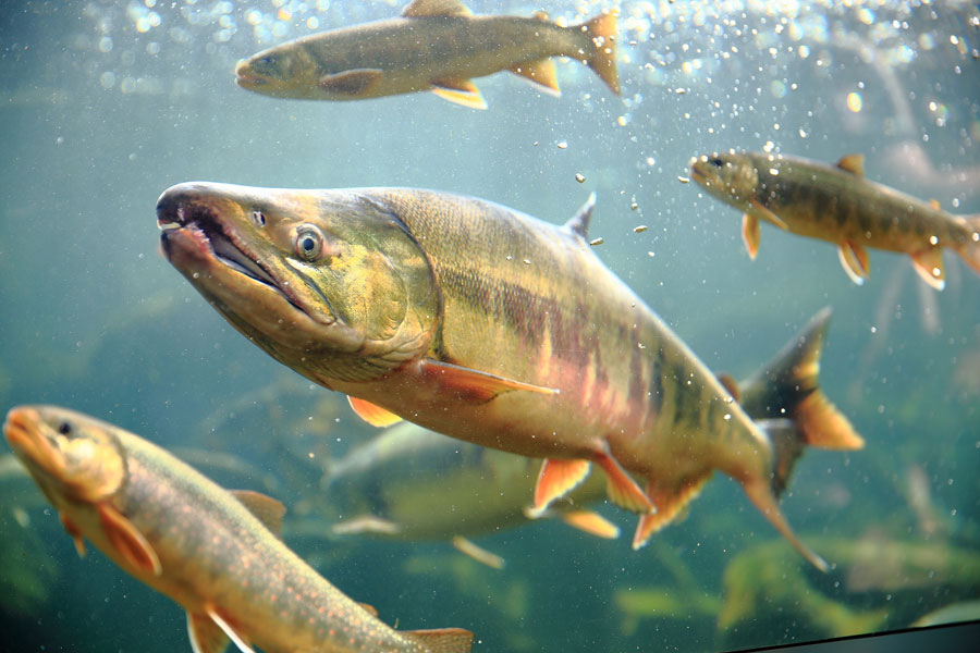 「北の大地の四季」では、シロザケの姿も見られる