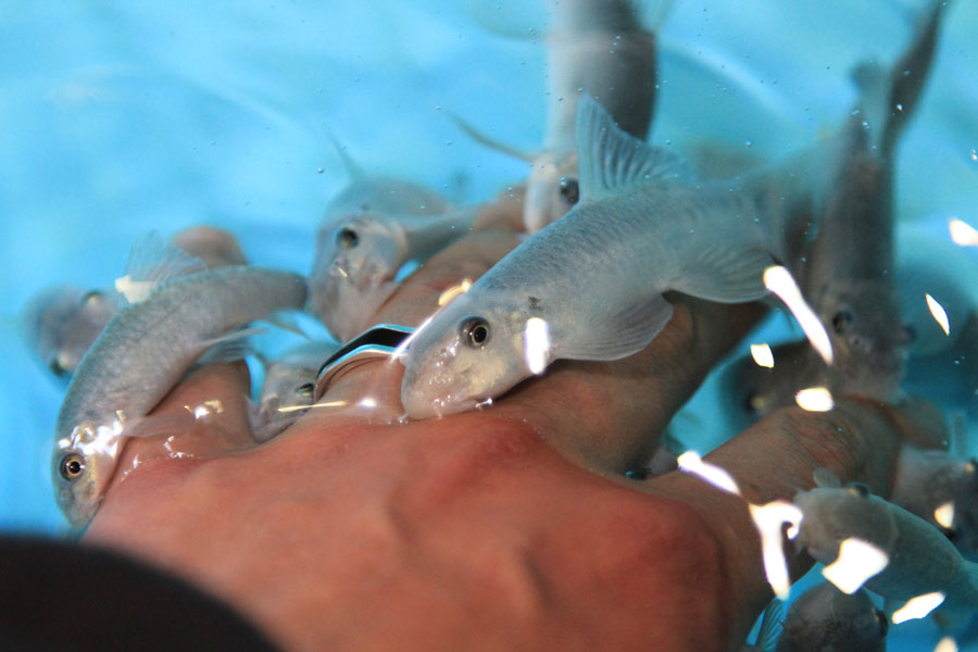 山の水族館の「ドクターフィッシュ」は、かなり大きめ