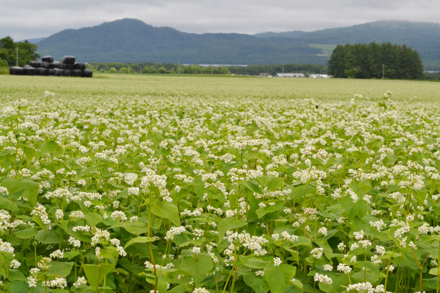 弟子屈町は北海道屈指のそばの産地。そばスイーツもつくっている