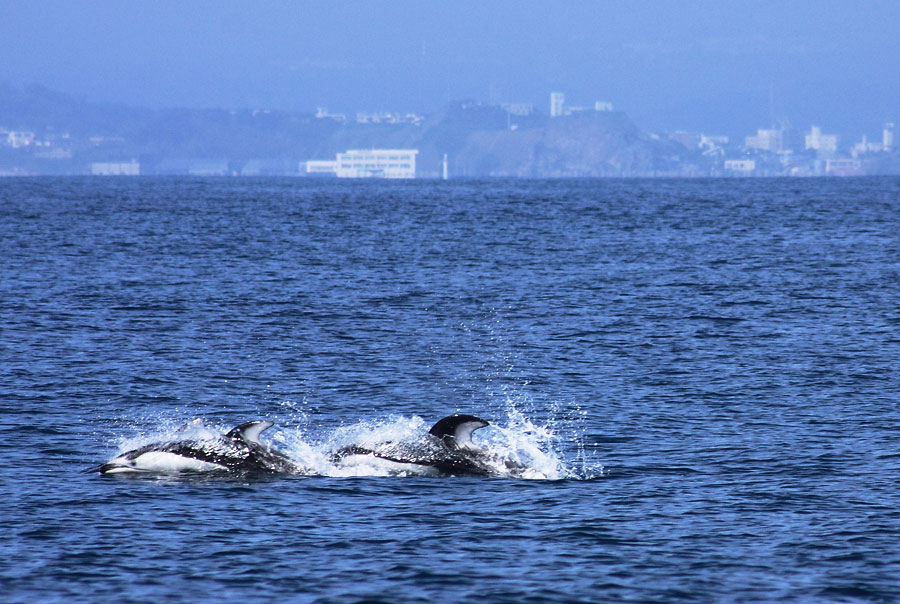 イルカ・鯨ウォッチング