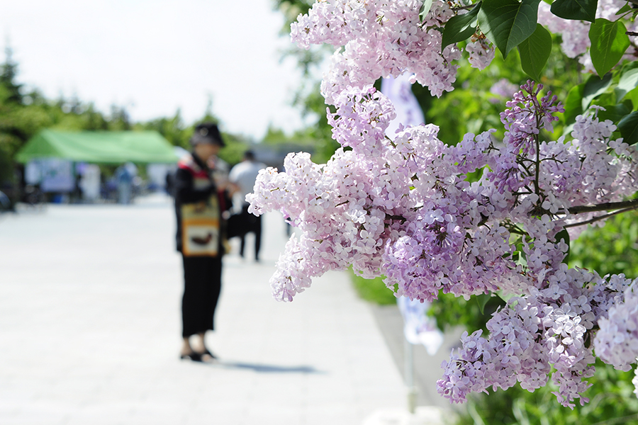 さっぽろライラックまつり