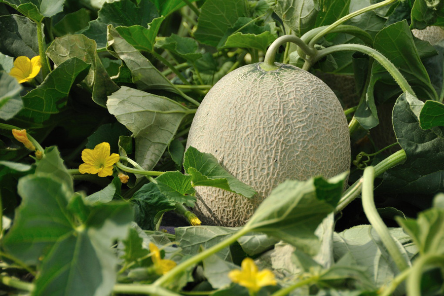 夕張メロンの歴史