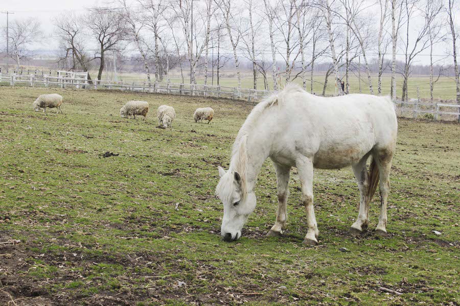 千歳市の「北海道箱根牧場」では乗馬体験などができる