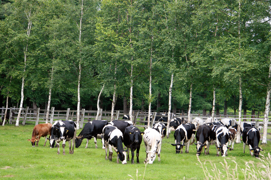 酪農王国はスイーツ天国