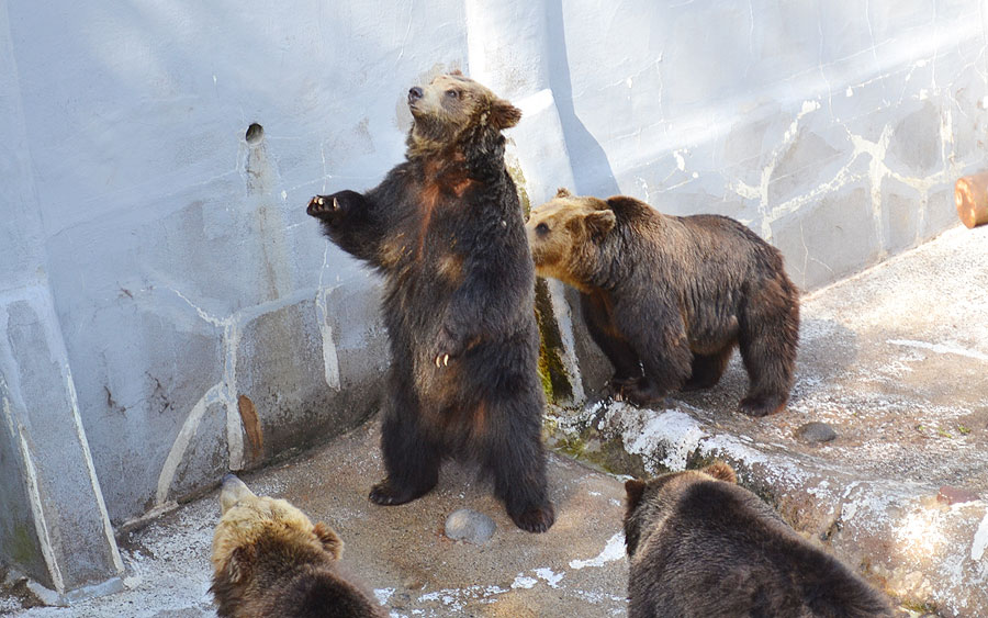 のぼりべつクマ牧場