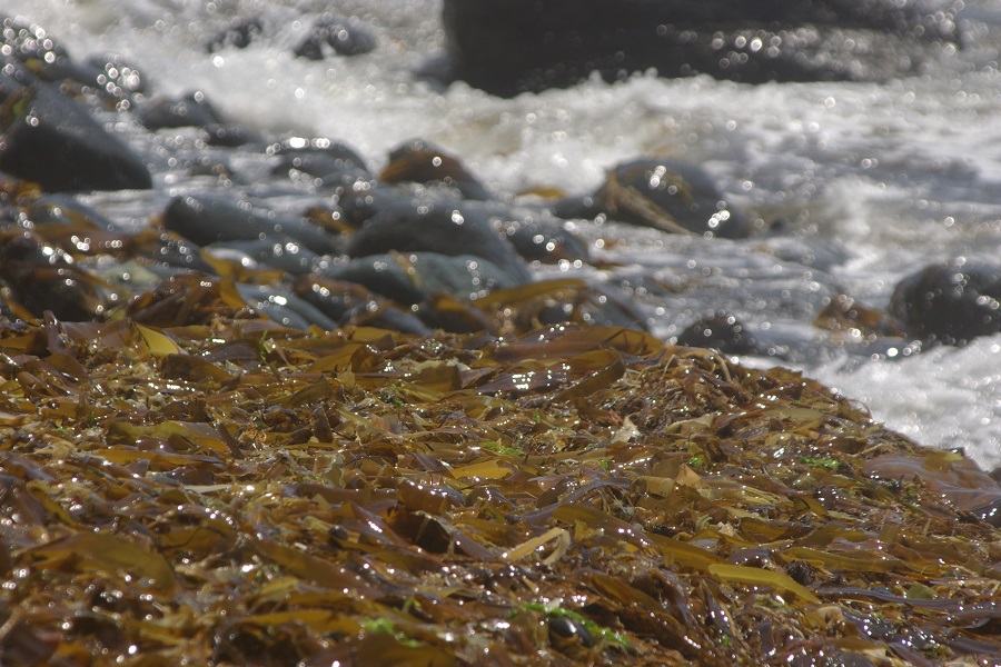 美しい水を楽しむ