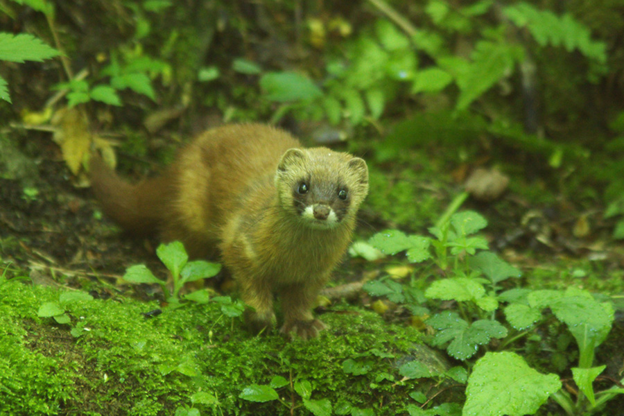 可愛い動物にも出会える