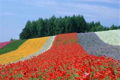 一面の花畑(ファーム富田)