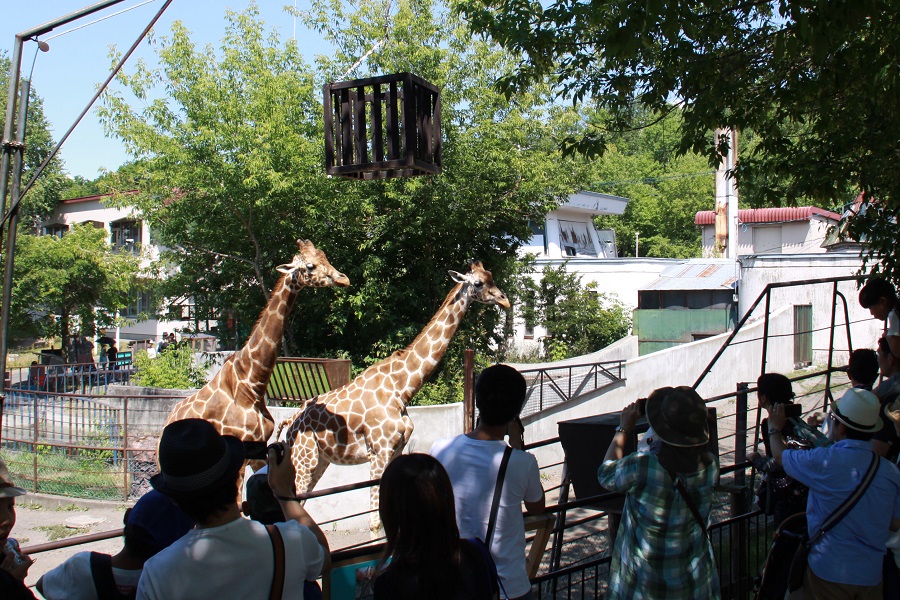 今や日本一になった旭山動物園