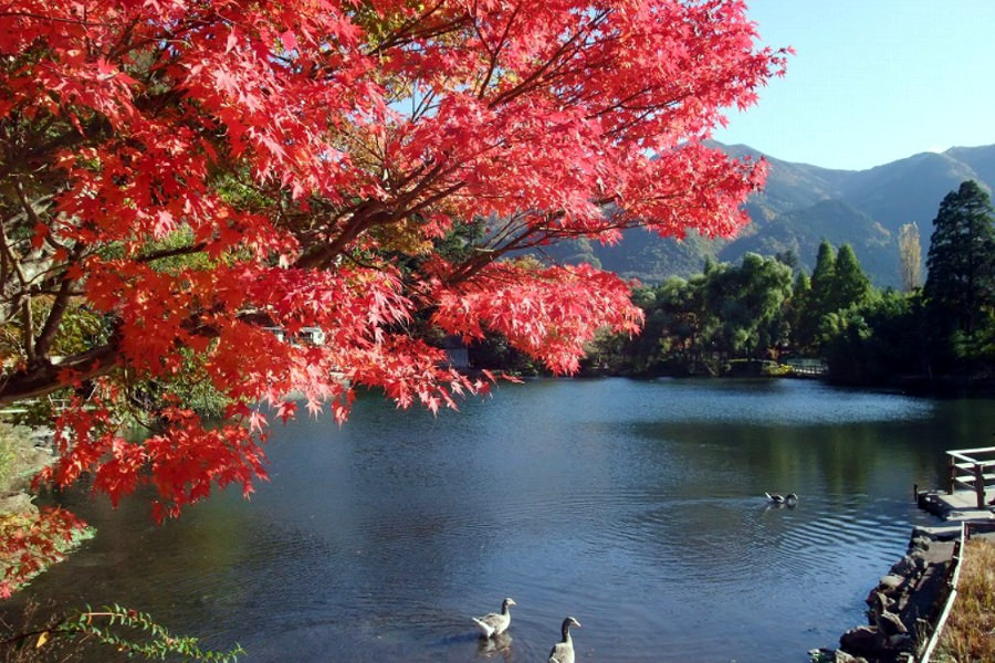 秋には色鮮やかな紅葉に彩られる観光スポット「金鱗湖」