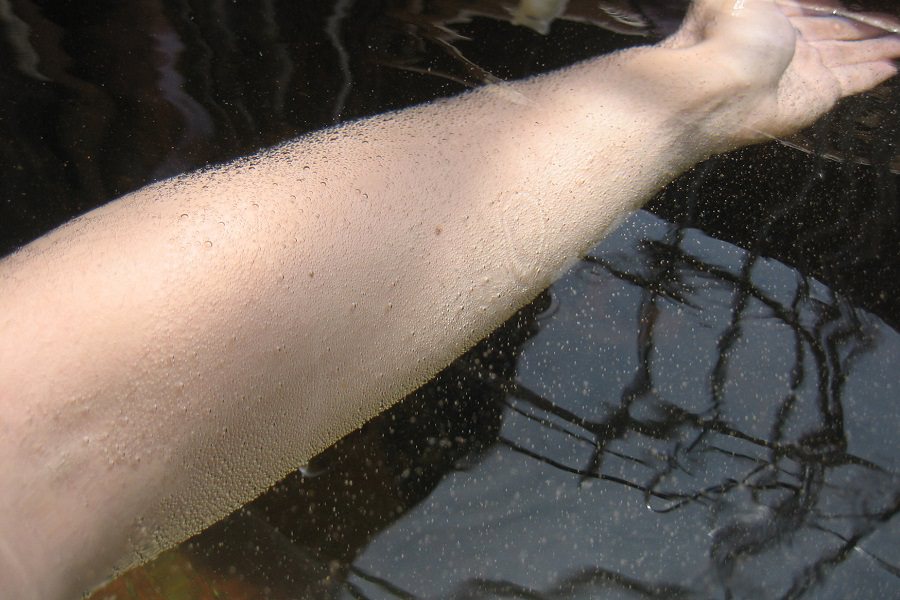 温泉水の中の炭酸ガスが小さな泡として肌にまとわりつく