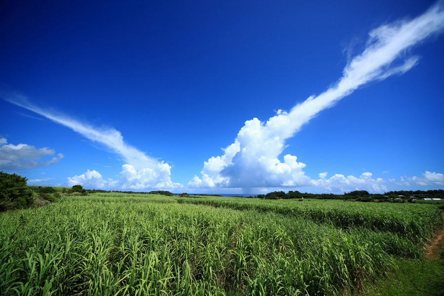 奄美大島のサトウキビ畑（画像提供／奄美大島観光物産協会）