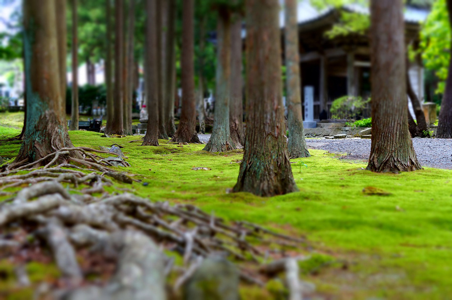 法幢寺の苔の絨毯