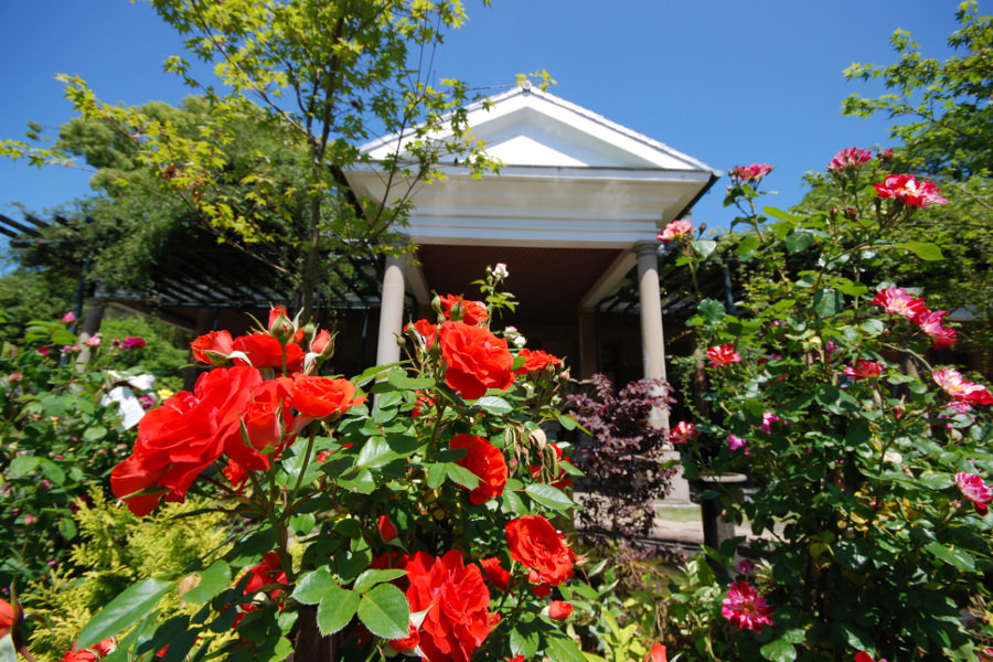 モッコウバラが咲き乱れる洋館「旧オルト住宅」