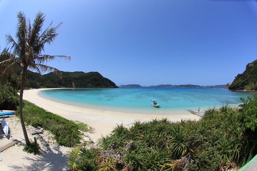 慶良間の海はウミガメやクマノミが泳ぎ回る（渡嘉志久ビーチ） 