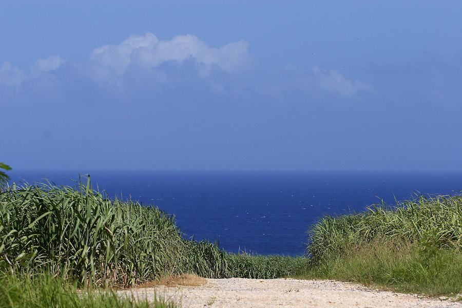 琉球王朝時代からずっと変わらぬサトウキビ畑の風景（読谷村）