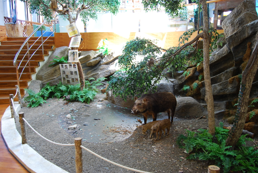 常設展示の一部。リアルな標本に興味津々