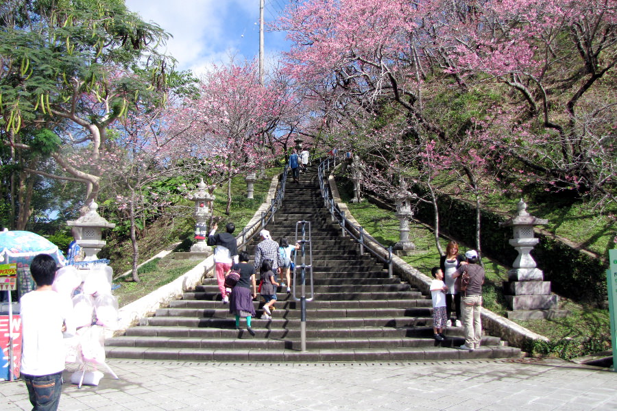 日本一早い花見。年々観光客も増え、桜の季節は大勢の人で賑わう
