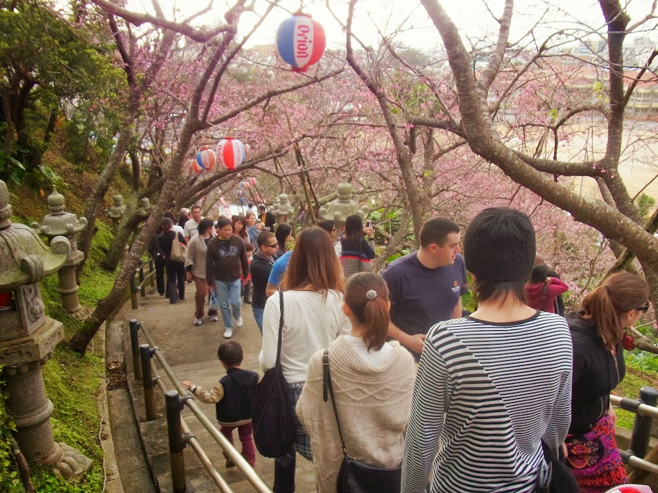 沖縄の桜の名所として親しまれている名護城