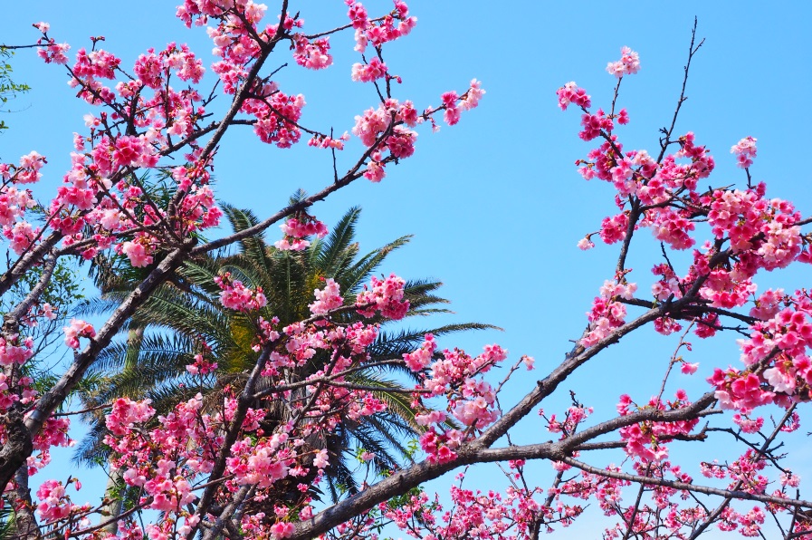 ヤシの木とカンヒザクラ