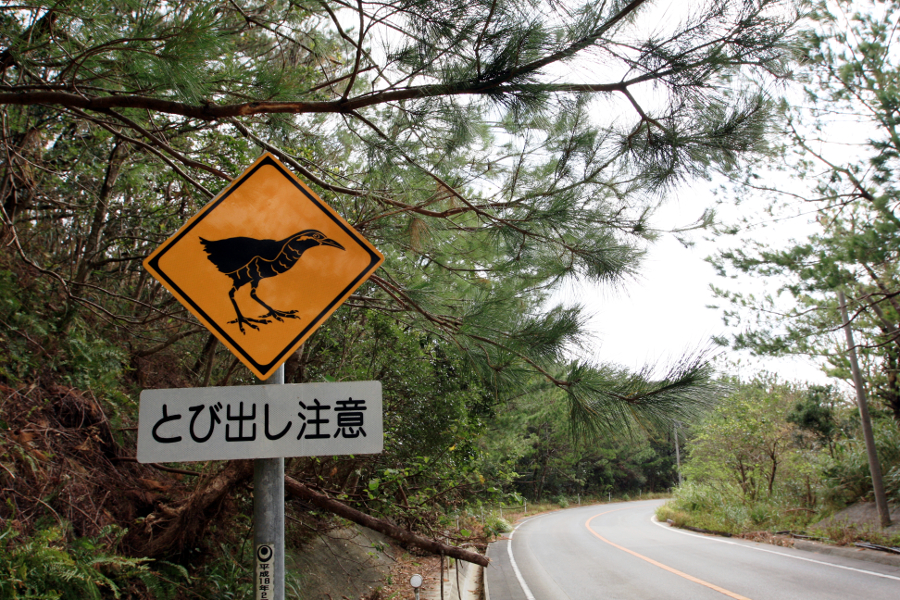やんばるの道にはヤンバルクイナとの接触事故防止のための看板も