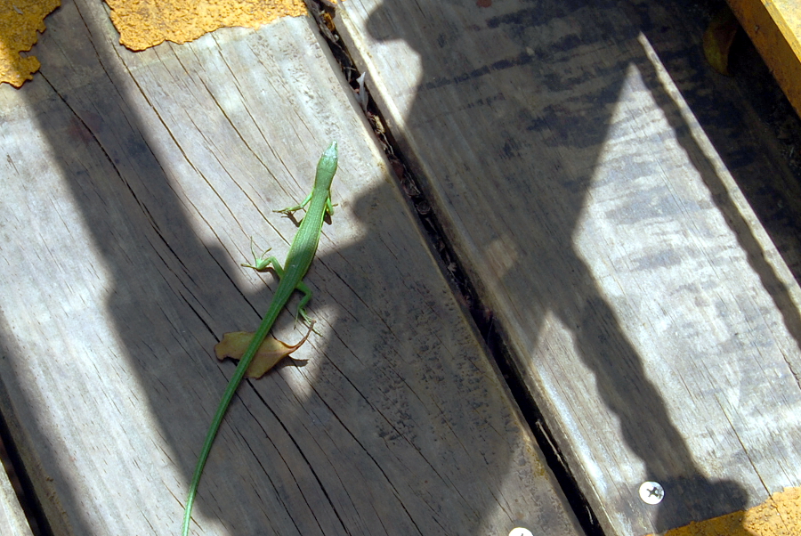 森の中の木道でアオカナヘビに遭遇