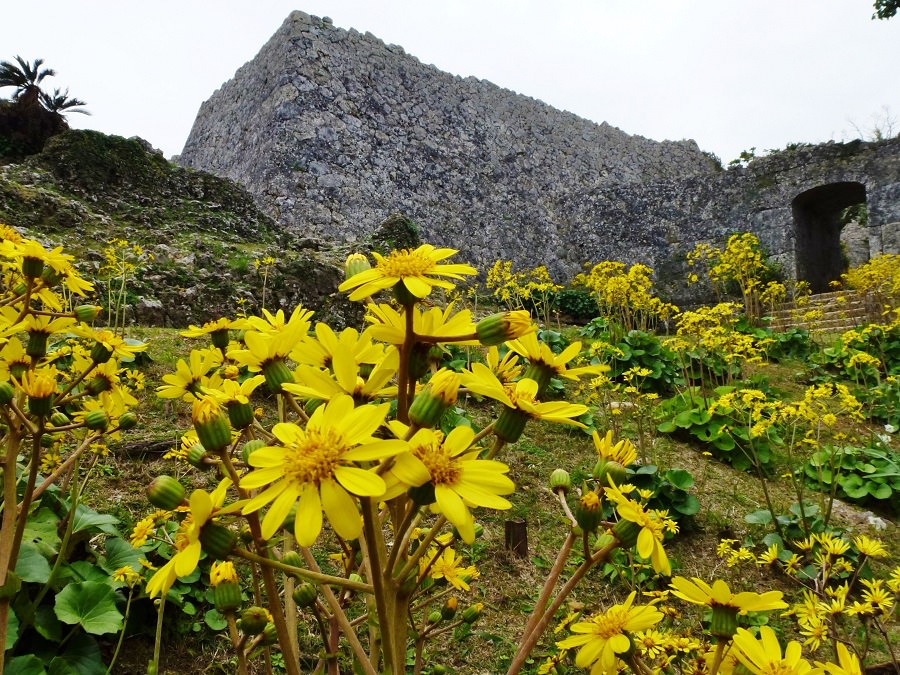 冬に見頃を迎えるツワブキ。（写真提供／中城城跡共同協議会）