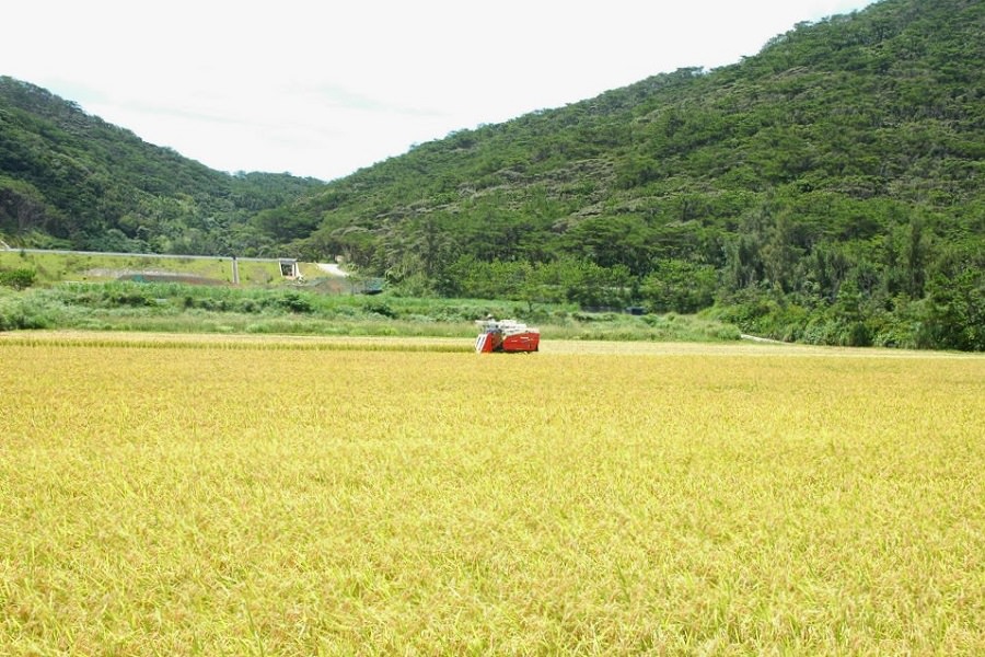 水が豊富な山の麓にある田んぼ。金色に輝く稲穂が広がっています